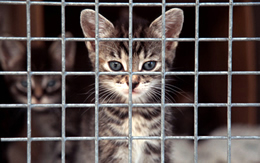 Cat in Cage